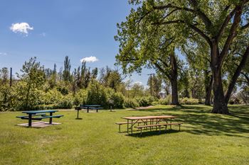 Grass picnic area with tables, grills and large trees providing shade